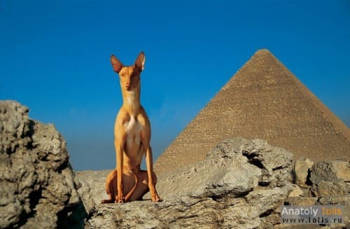 егитеская фараоновая собака